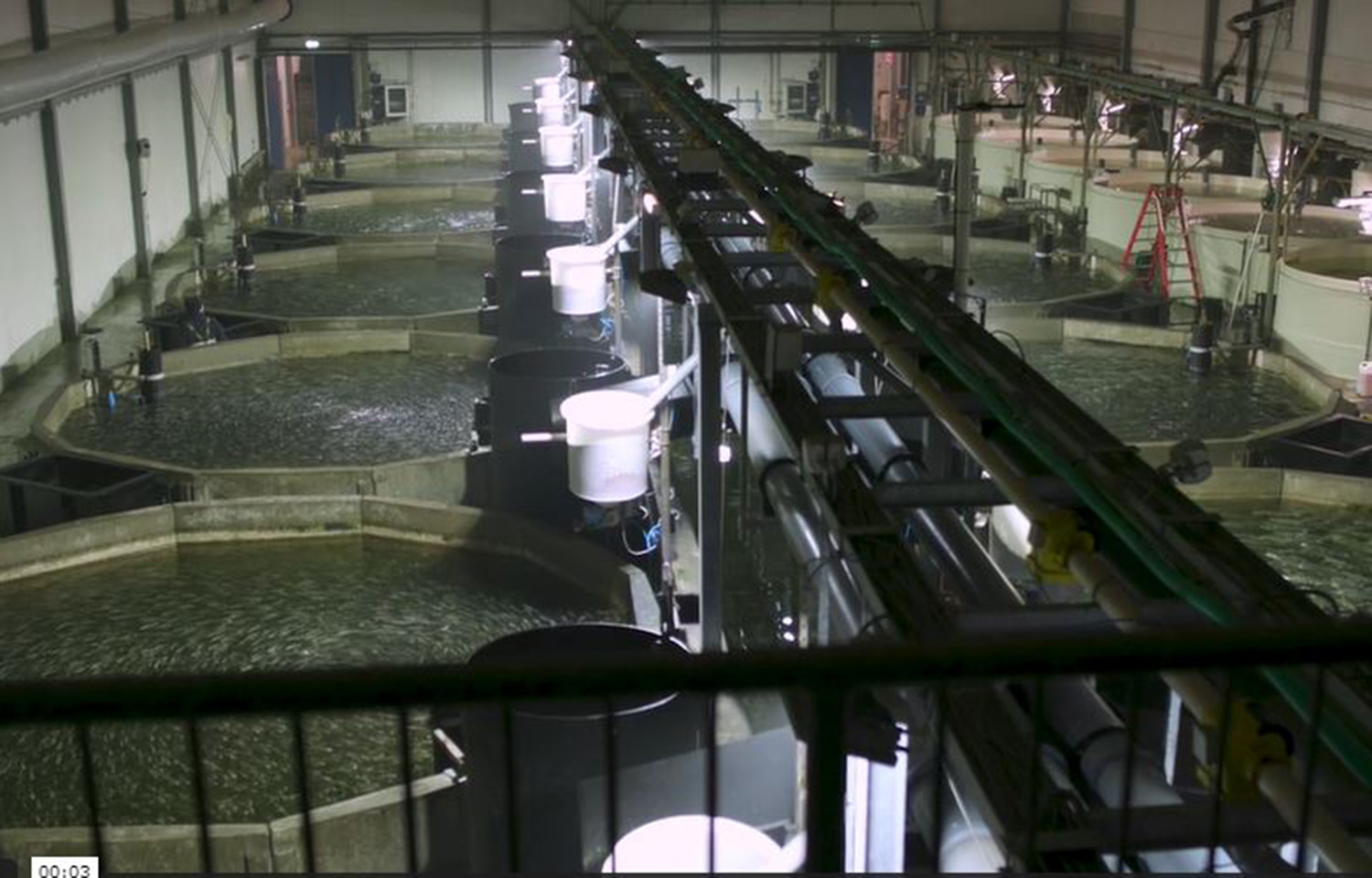 A row of recirculating aquaculture system tanks operated by The Kingfish Company