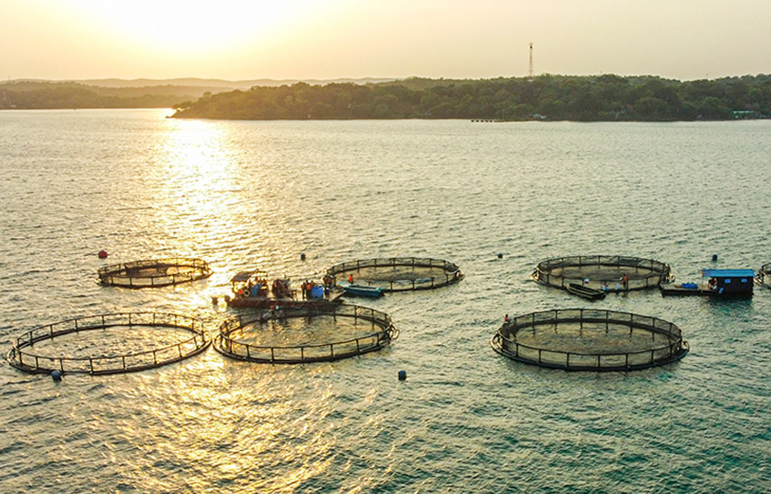 Oceanpick's barramundi farm in Sri Lanka