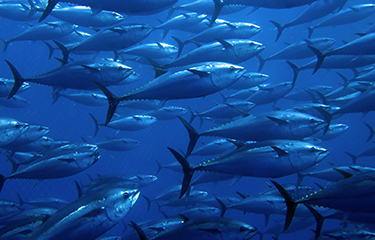 A school of tuna.
