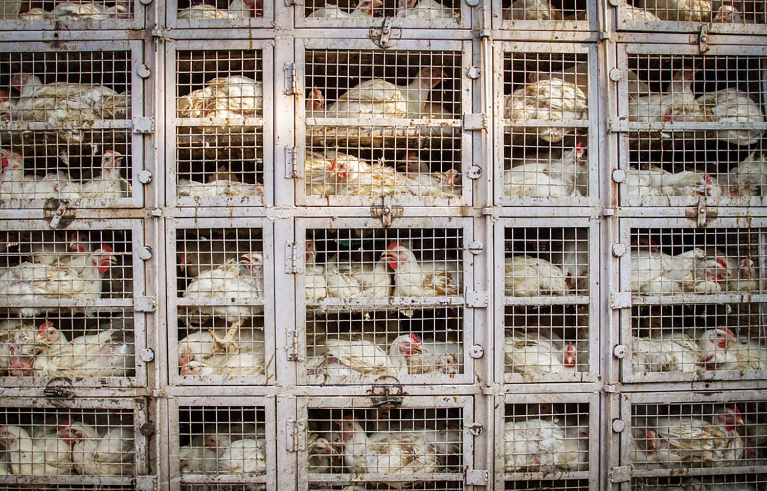 Chickens in cages at a chicken shop in India