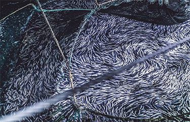 A fishing net full of pelagic fish.