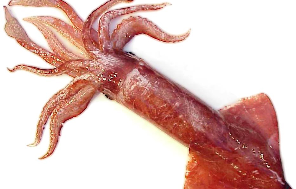 A magister armhook squid
