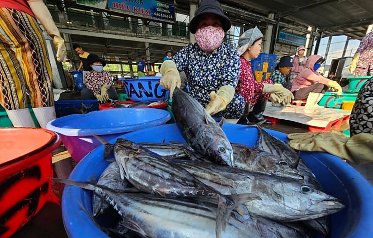 A photo of a woman in a Vietnamese fish market preparing skipjack tuna