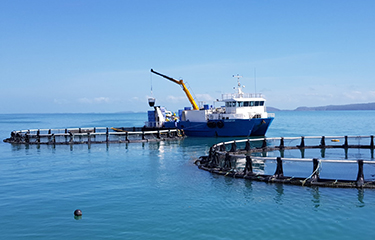 Barramundi Group's Australia operation.