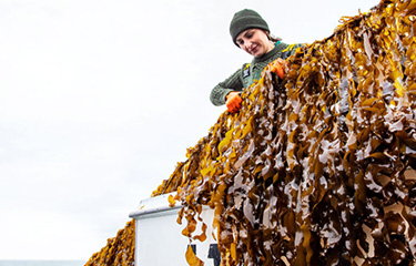 Atlantic Sea Farms kelp harvesting.