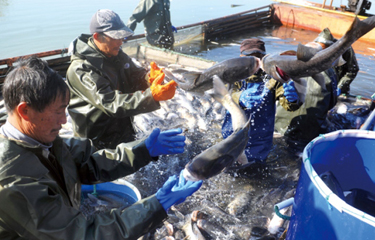 chineseaquaculture-NL.jpg