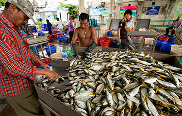 Thai fishermen sort fish.