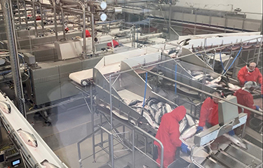 A Bakkafrost processing line.