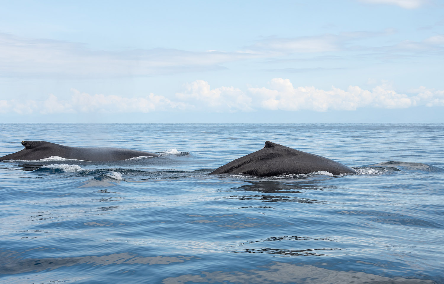 A family of humpback whales