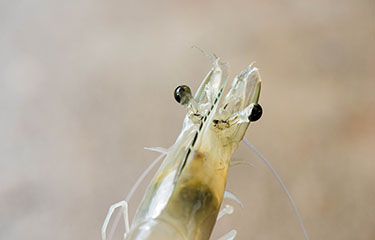 Shrimp broodstock.