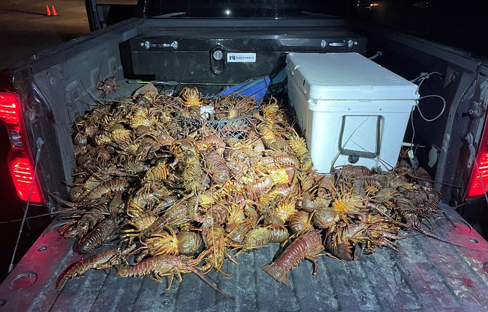 Poached spiny lobsters