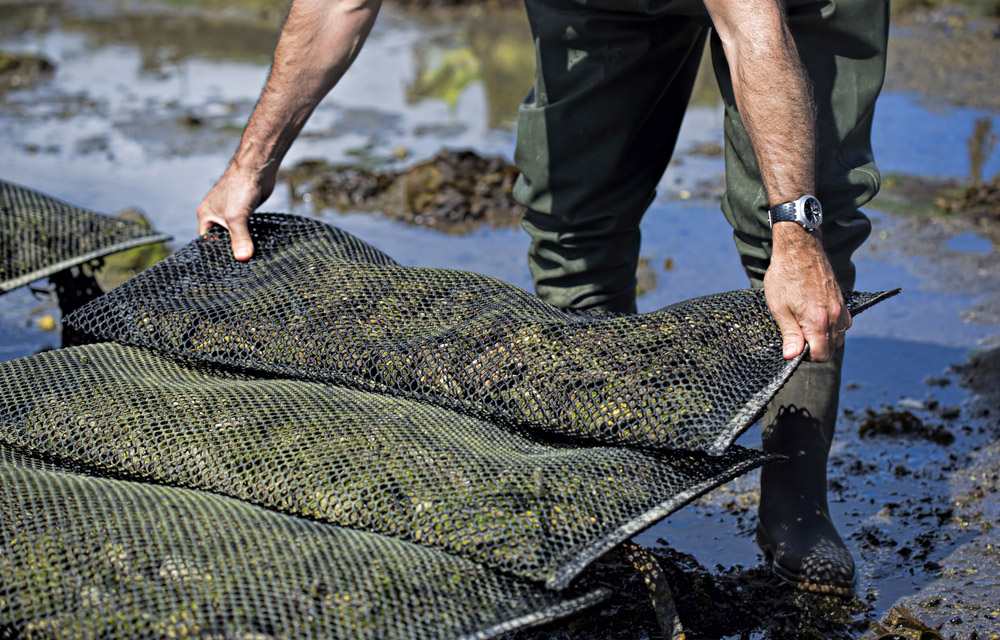 oyster aquaculture