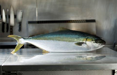 A yellowtail kingfish farmed by Clean Seas.