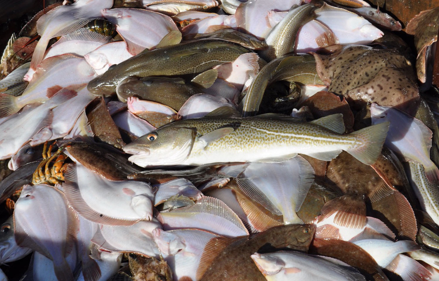 Groundfish caught during a 2023 research trip in the Gulf of Maine