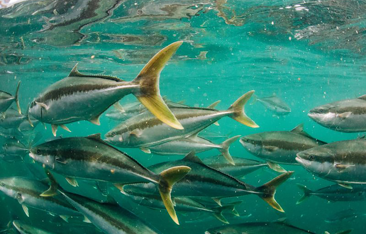Clean Seas yellowtail kingfish