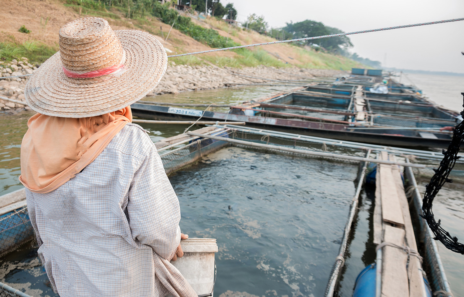 A fish farmer surveying their ponds