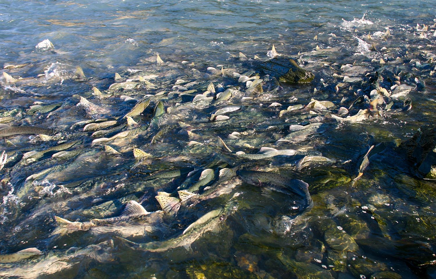 pink salmon