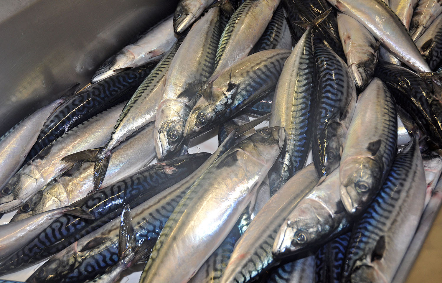 A pile of freshly caught mackerel