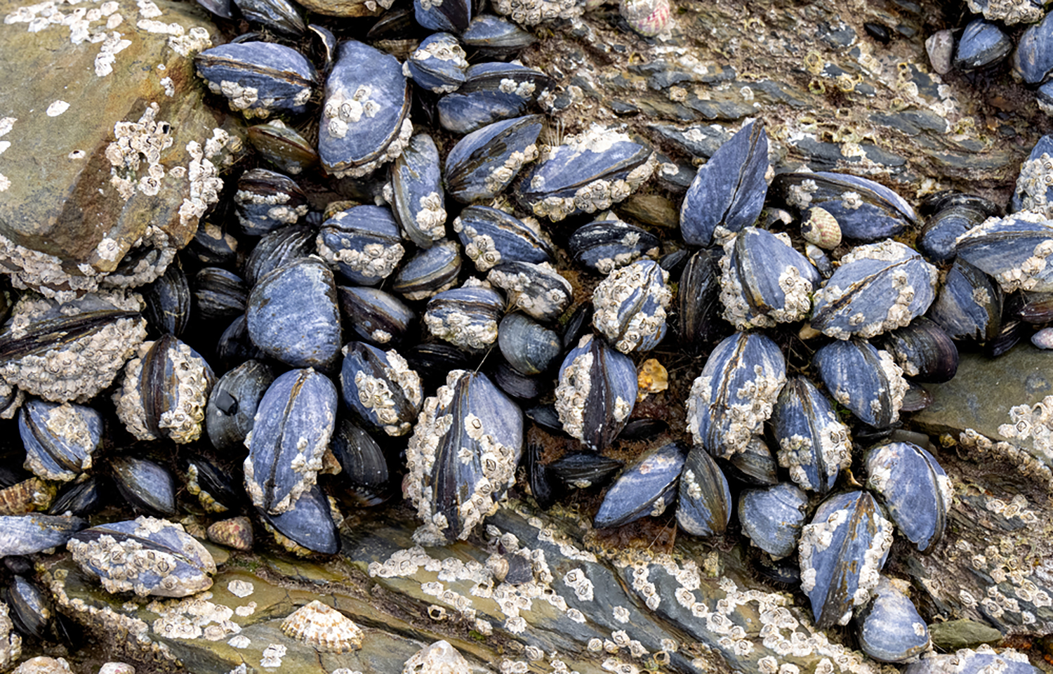 A cluster of mussels in a creek in England.