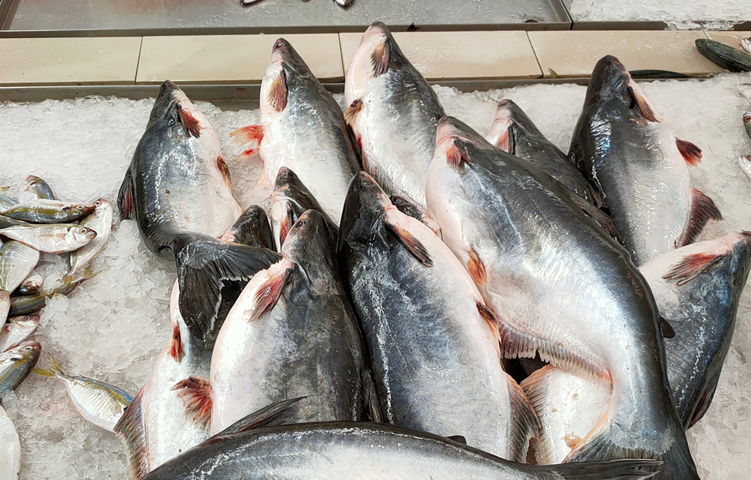A pile of Vietnamese pangasius