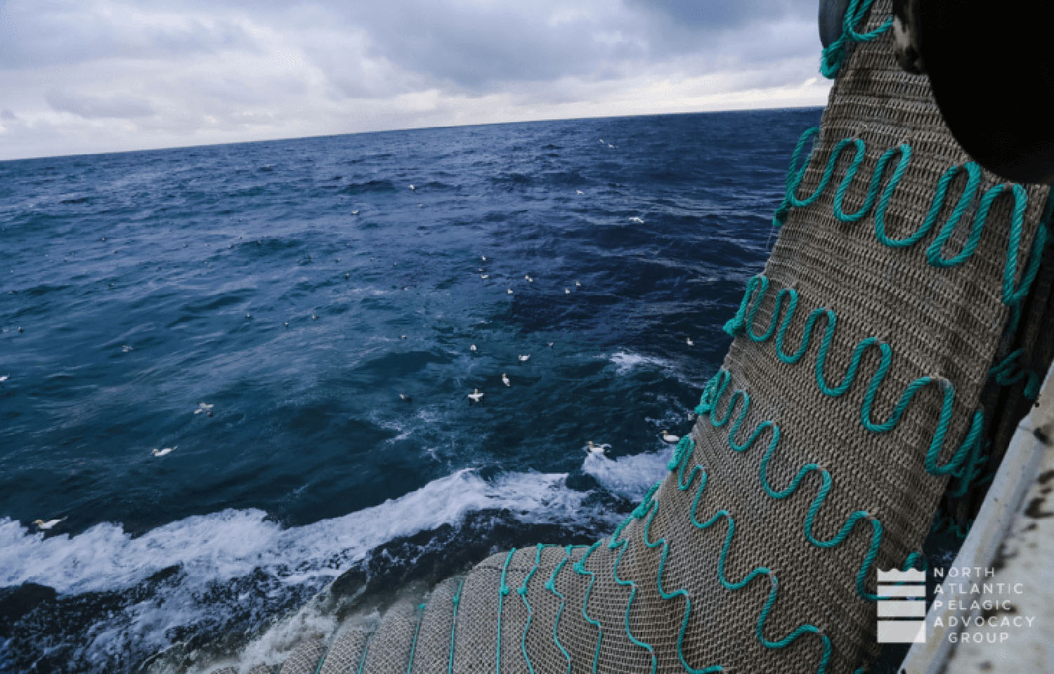 A large fishing net being pulled onto a boat at sea with the North Pelagic Advocacy Group logo in the bottom right corner