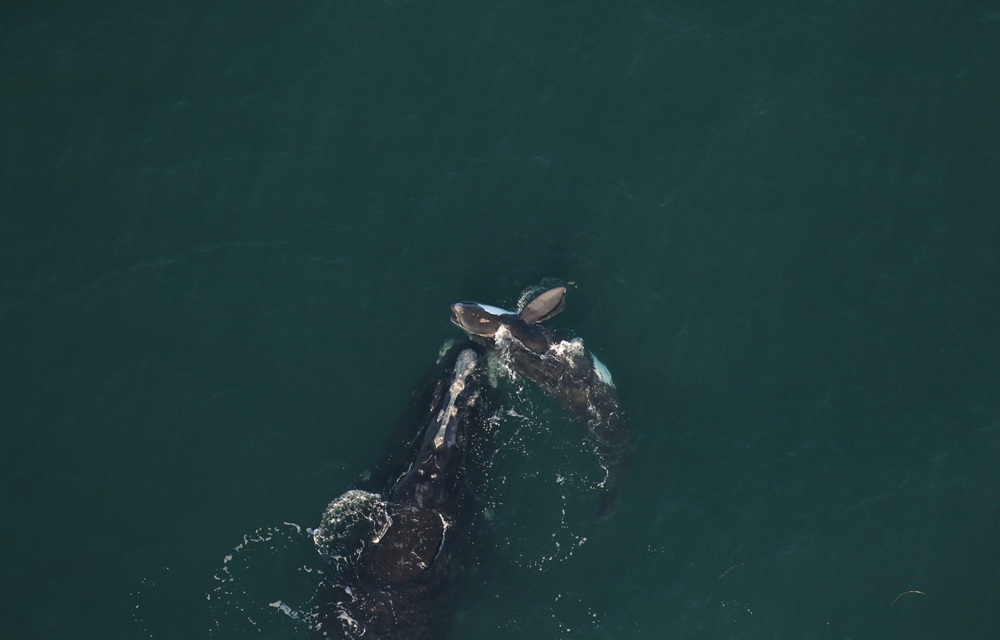 North Atlantic right whales