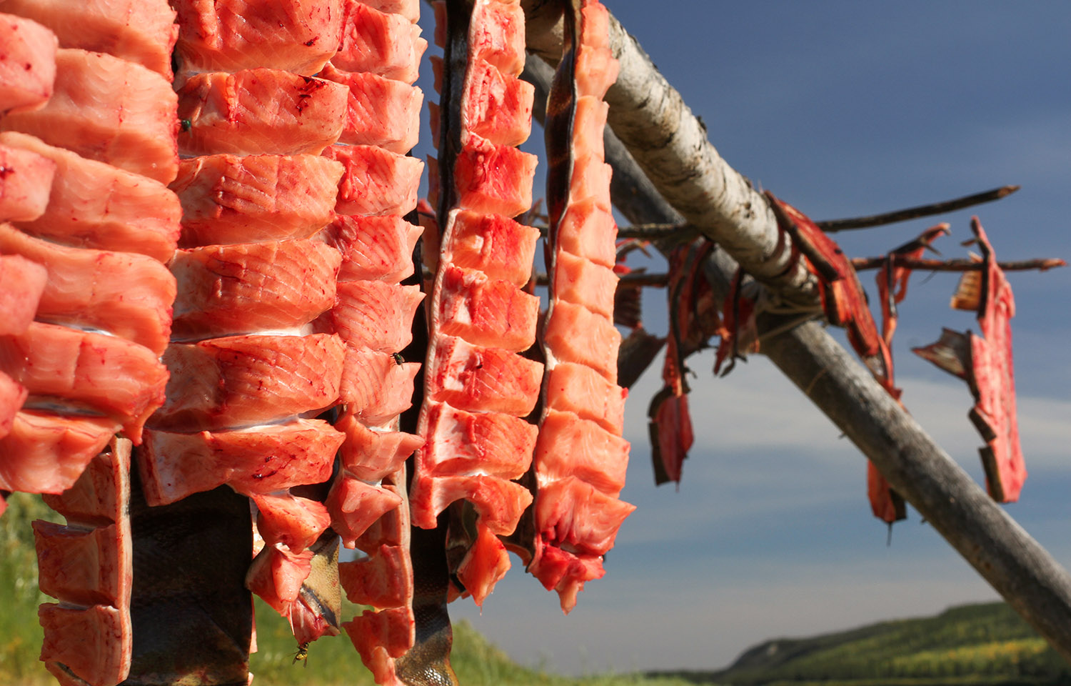 Chum salmon drying in Alaska