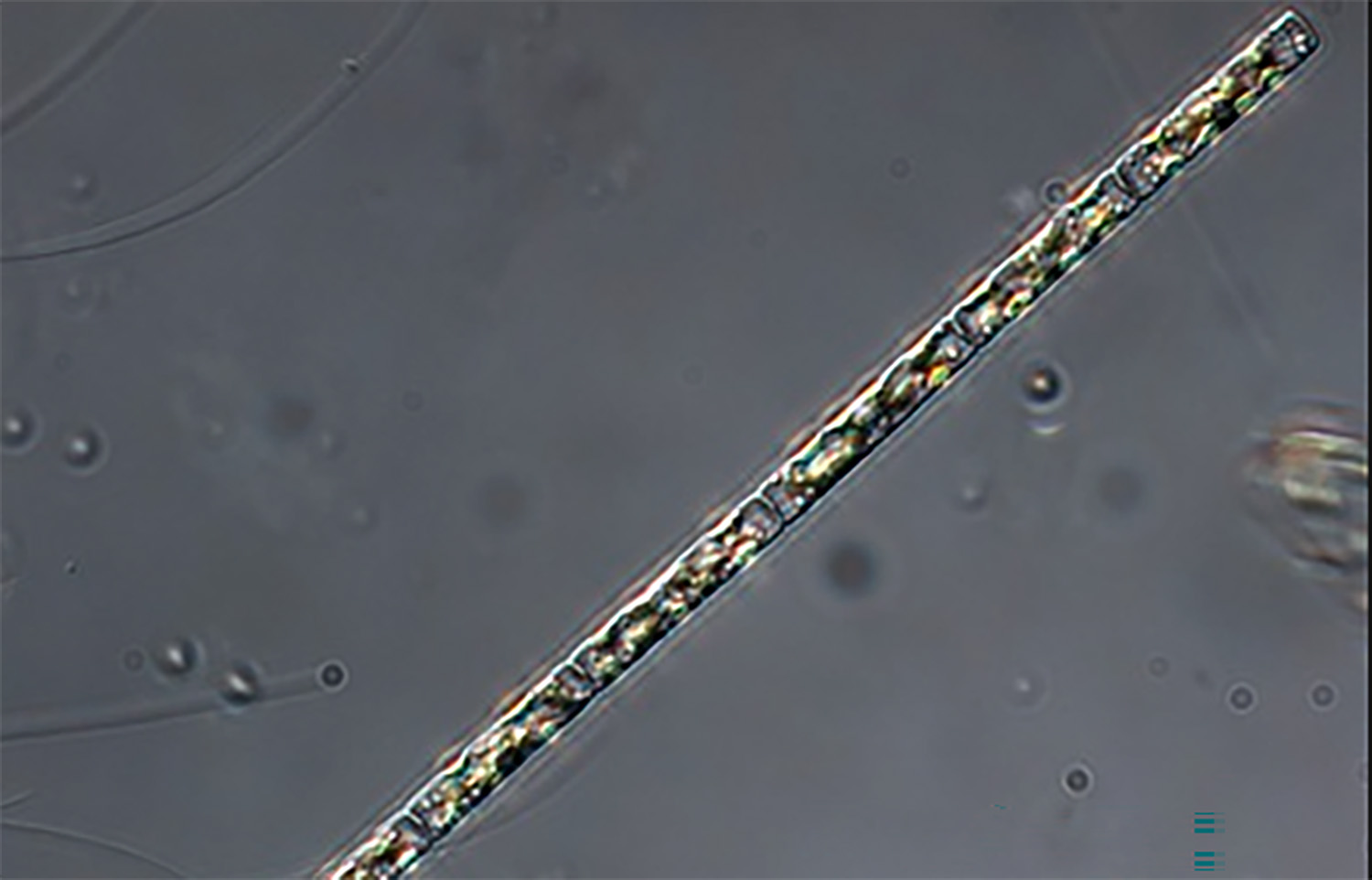 The Leptocylindrus minimus strand of algae