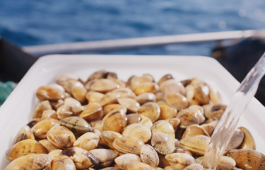Nazaré, Portugal-based clam-farming firm Oceano Fresco has received EUR 6.1 million (USD 6.9 million) in investment, including from sustainable aquaculture investment fund Aqua-Spark.