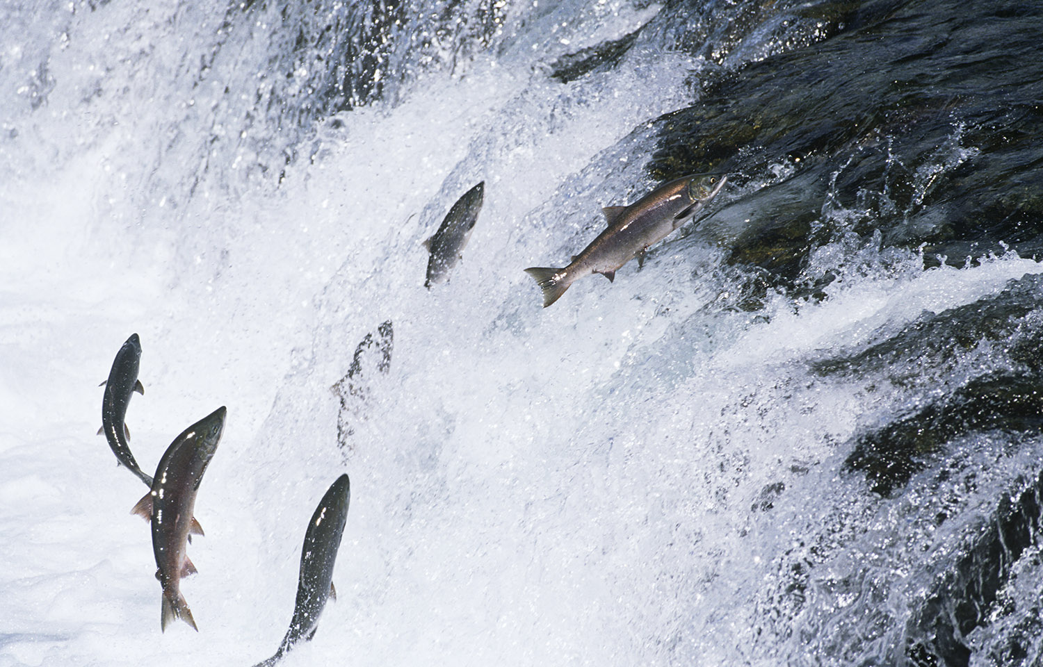 Salmon swimming upstream attempting to jump a waterfall