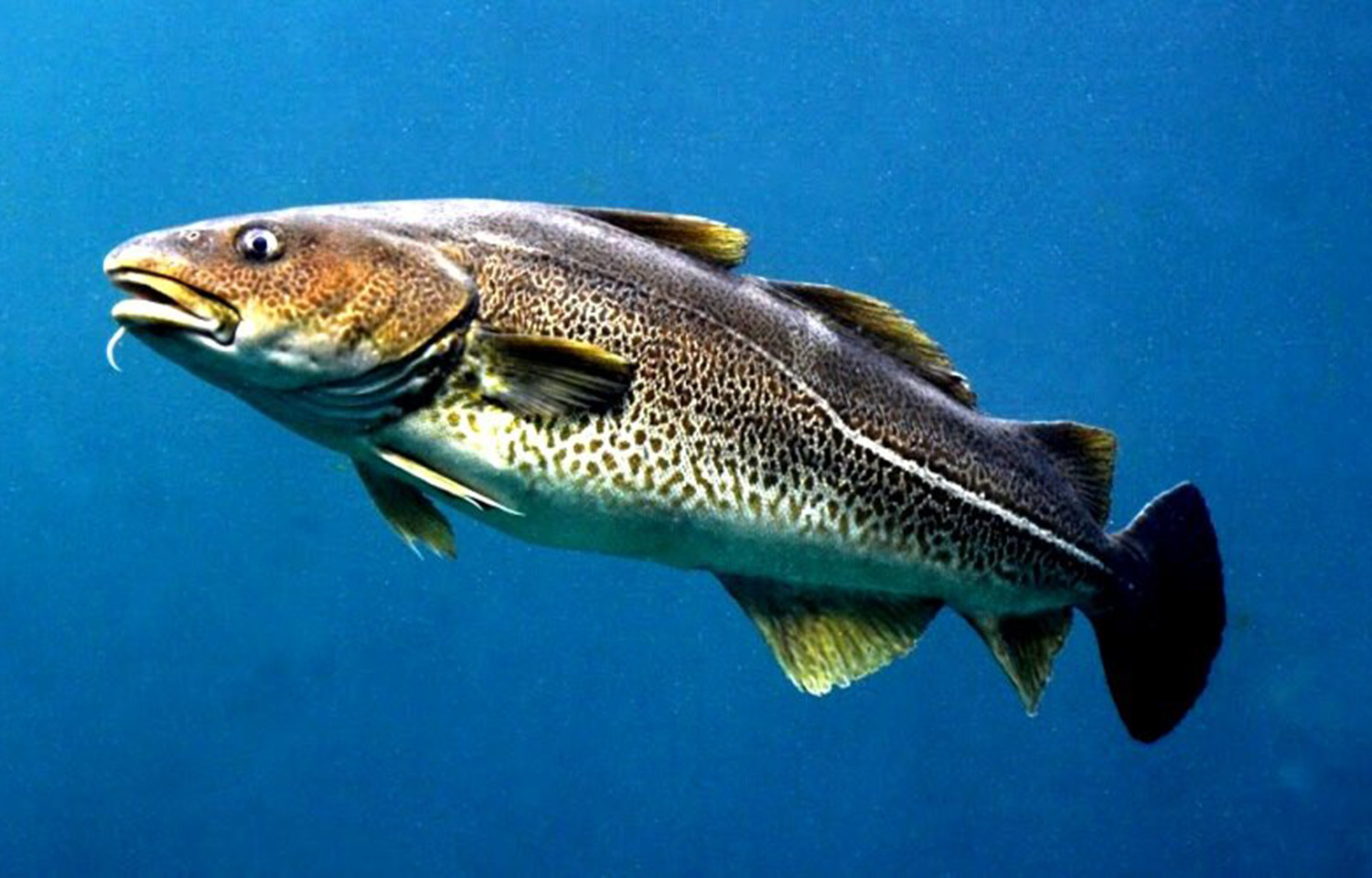 Russia suggests increase for Barents Sea cod quota, countering earlier ...