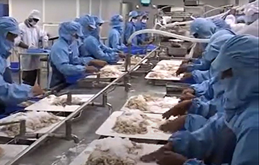 NK Marine Exports shrimp processing.