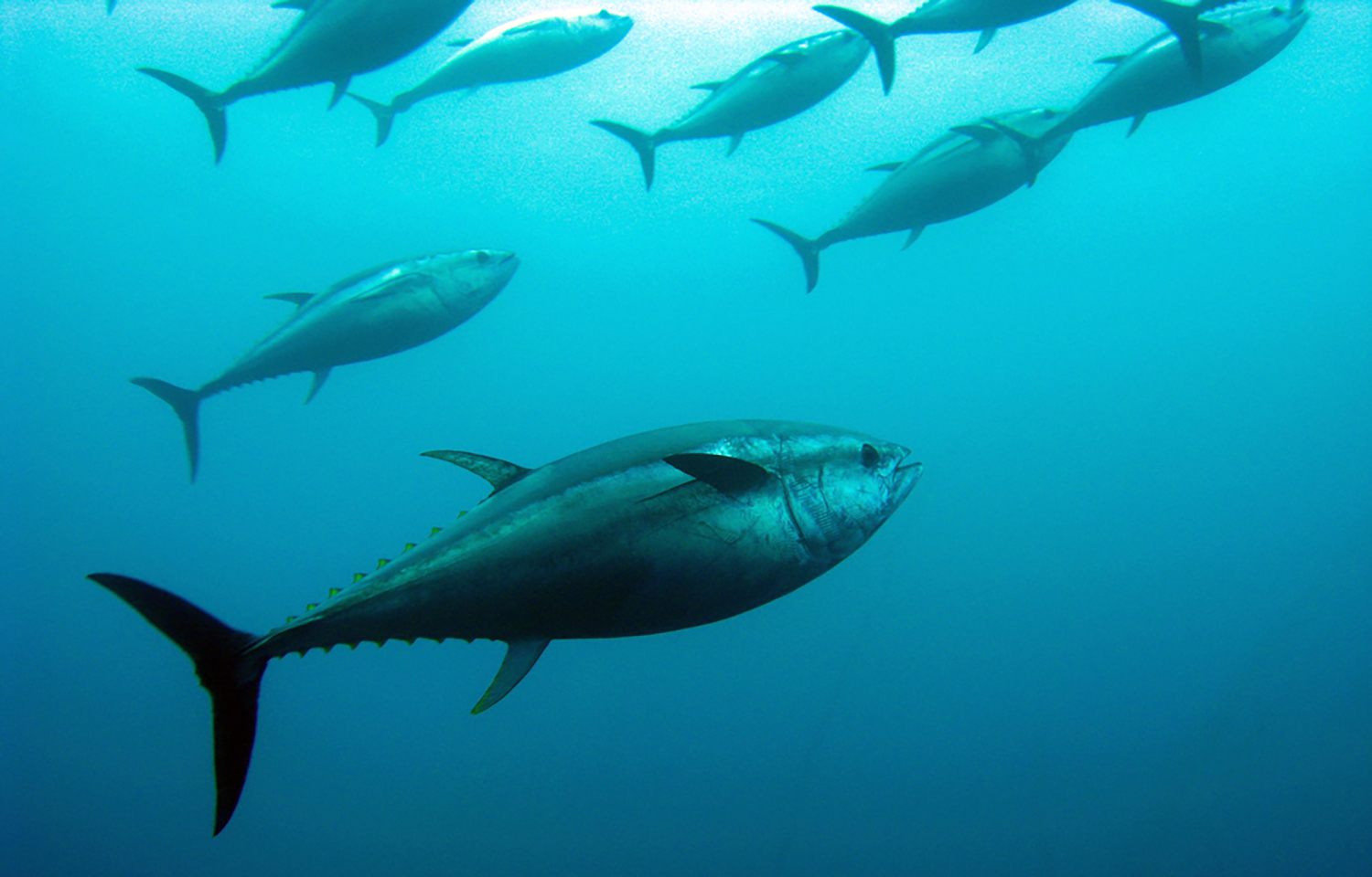 Bluefin tuna swimming in the open ocean
