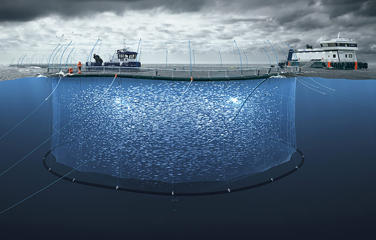 A rendering of New Zealand King Salmon's planned offshore salmon farm dubbed Blue Endeavor