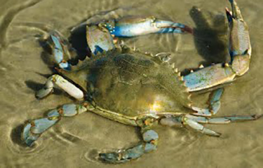 Blue Crab  NOAA Fisheries