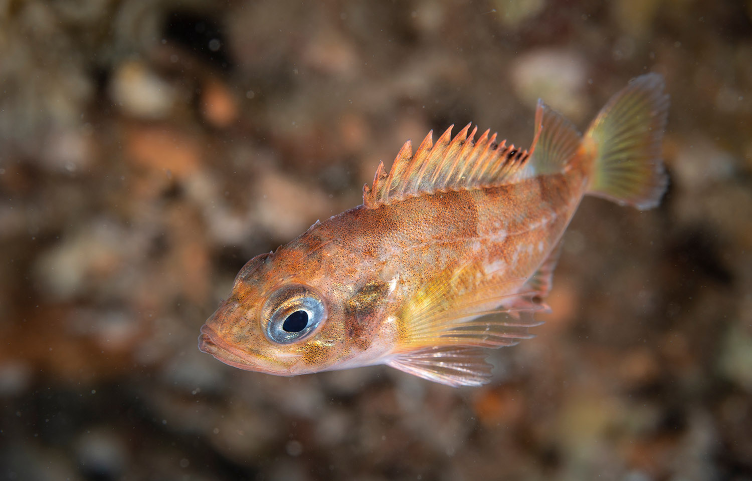 A young redfish