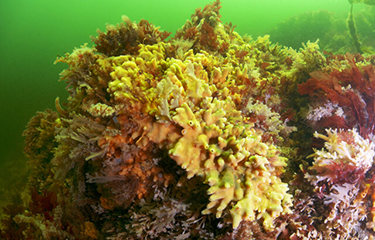 Corals and other species photographed underwater by Tritonia Scientific