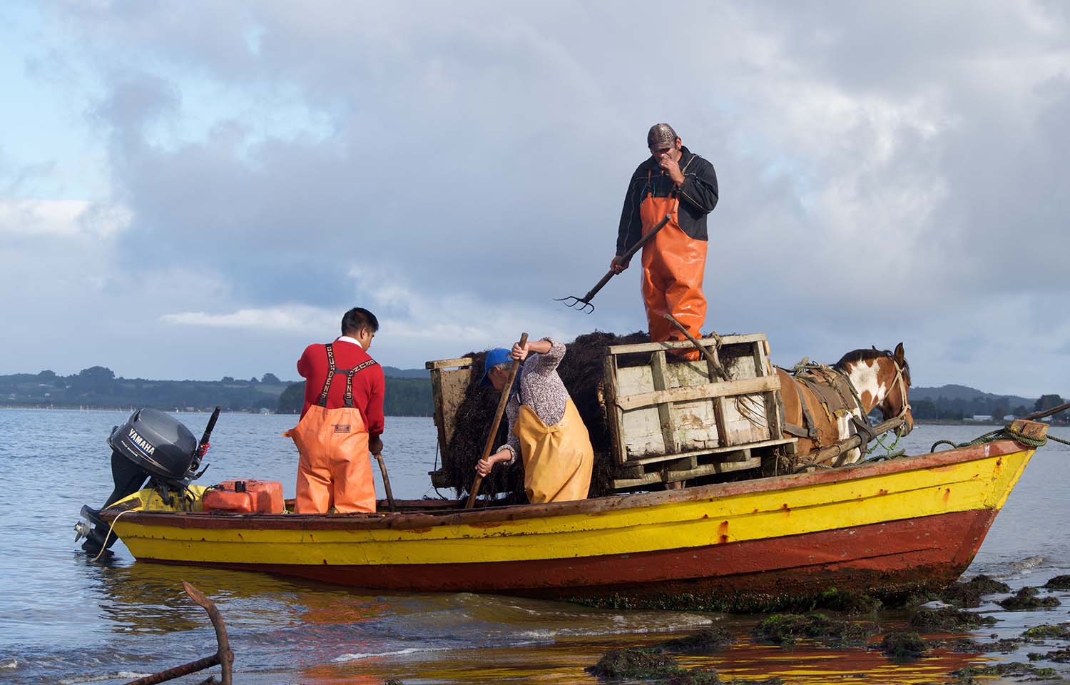 The Pu Wapi group of Indigenous Chileans fishing