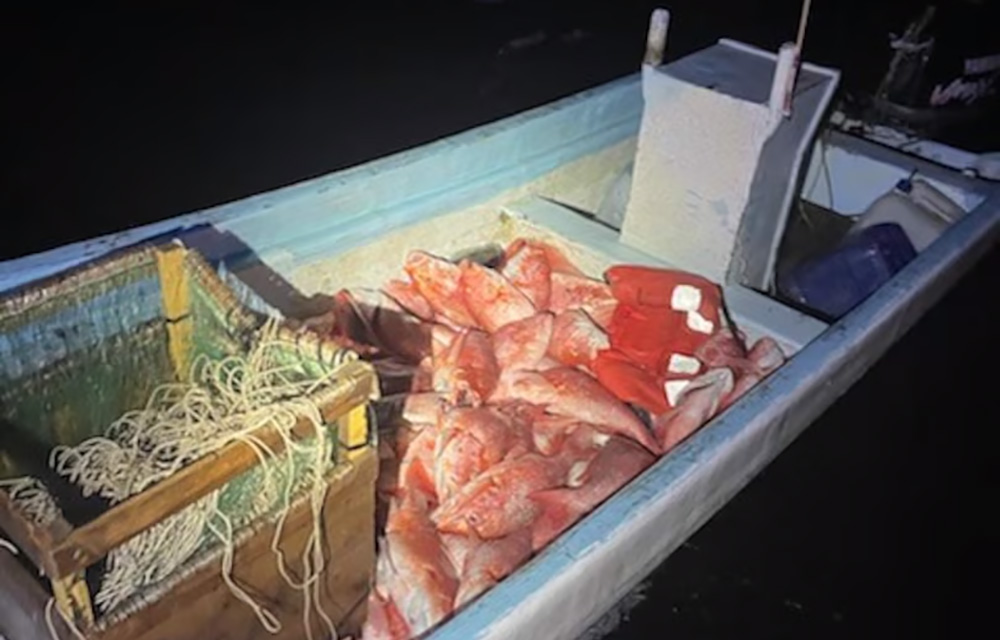 Illegally harvested red snapper
