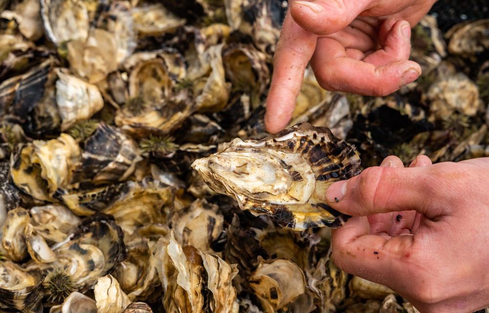 oysters