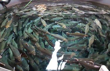 The Pisciculture Acadienne RAS farm.
