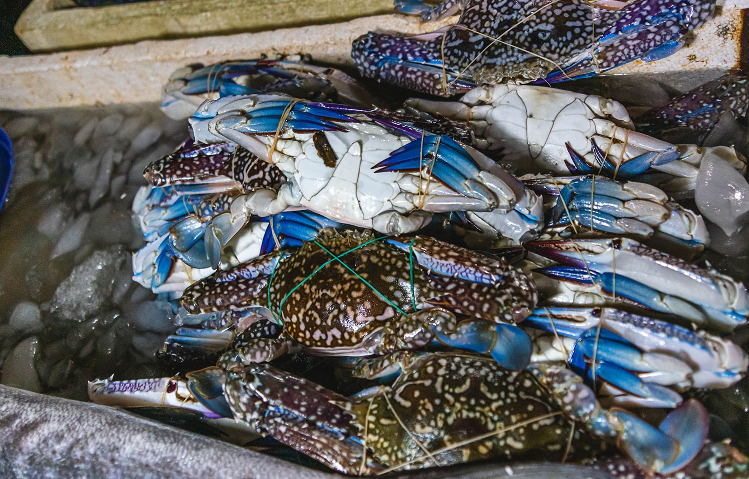 fresh caught blue swimming crab