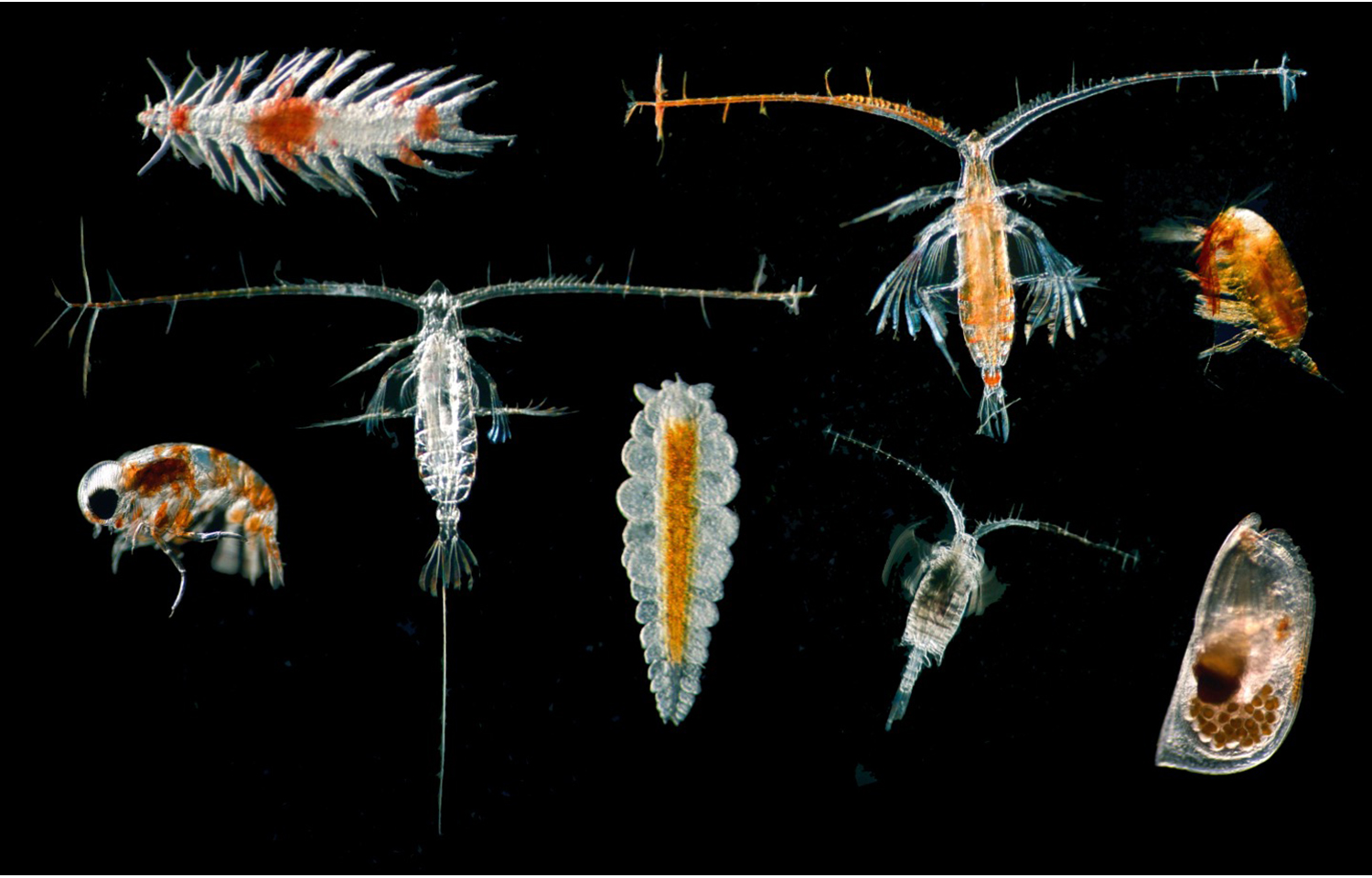 Zooplankton