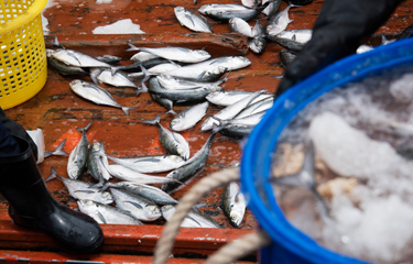 Bycatch on the deck of a fishing vessel.