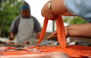Salmon being harvested in Western Alaska.