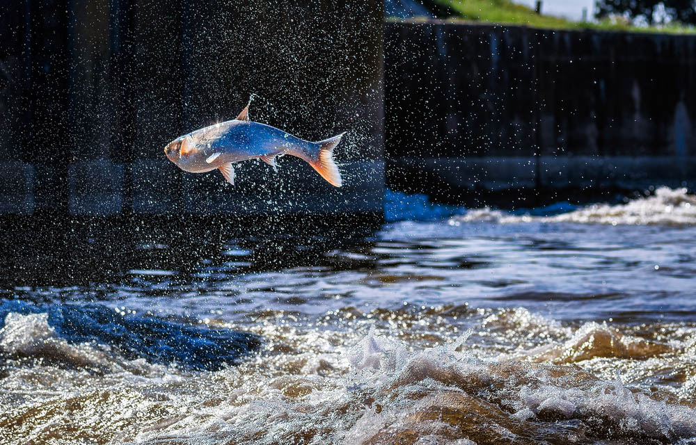 an asian carp