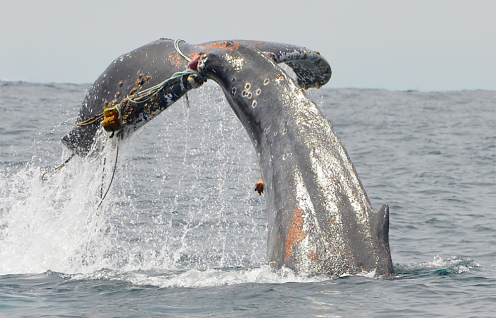 A photo of a humpback whale entangled off the coast of California.