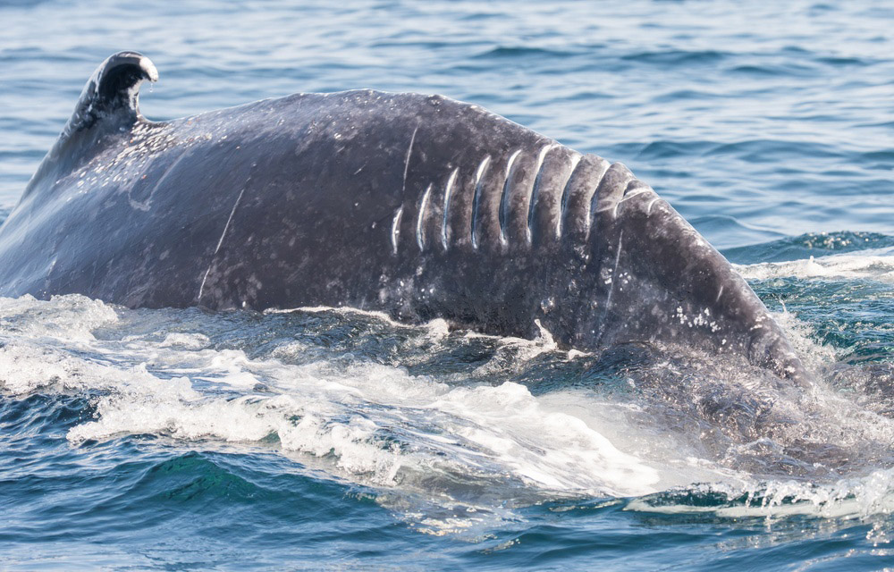 A whale after a vessel strike