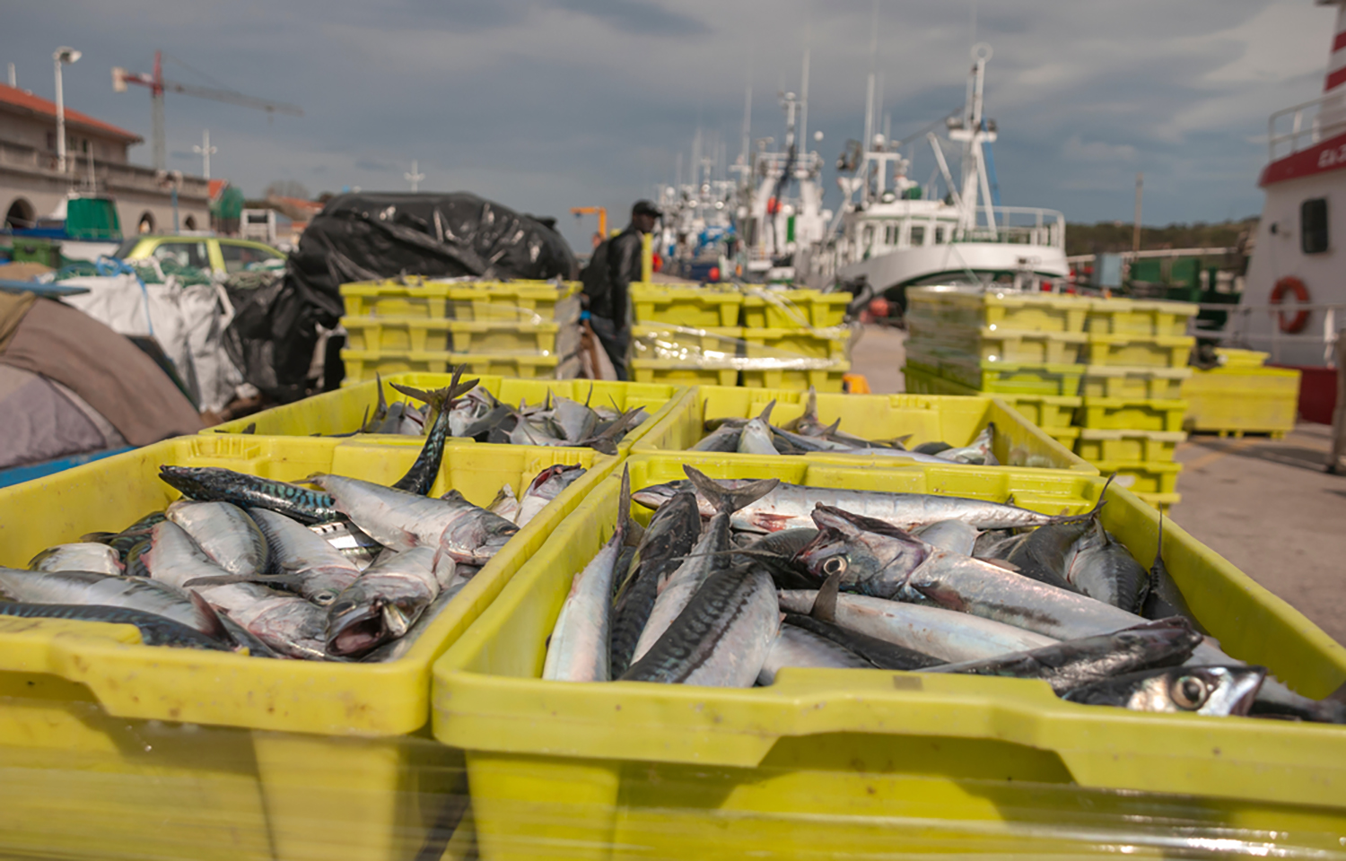 Mackerel in boxes at a port
