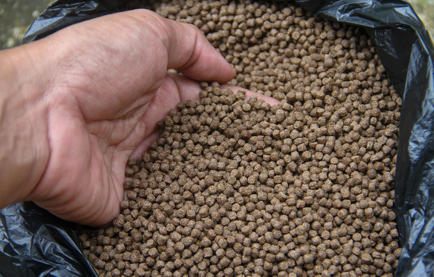A person putting their hand into some aquafeed